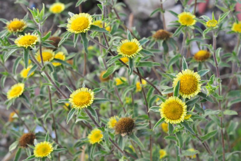 Pallenis spinosa / Asterisco spinoso